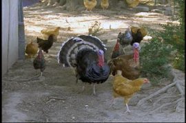 AVIAN FLU EDUCATION FOR PREVENTION - 22 Min.