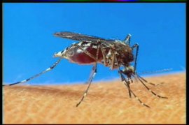 THE MOSQUITO - WHAT YOU NEED TO KNOW -