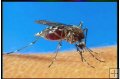 THE MOSQUITO - WHAT YOU NEED TO KNOW -