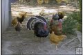 AVIAN FLU EDUCATION FOR PREVENTION - 22 Min.