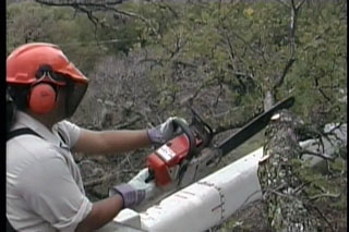 CHAIN SAW SAFETY - 13 Min. - Click Image to Close